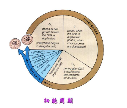 /shenghuo/v574014.html