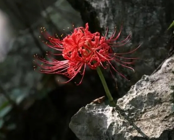 彼岸花的花语与象征